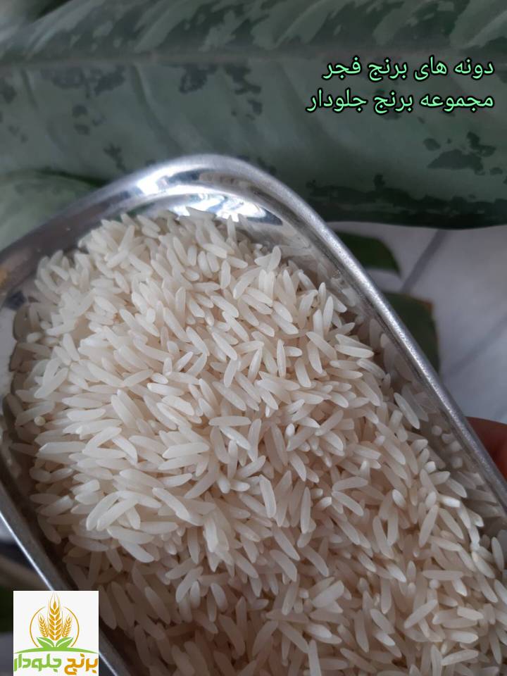 برنج جلودار پیشرو در عرضه برنج خالص