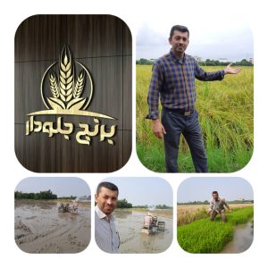 مزارع برنج مازندران / برنج جلودار